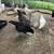 Laying hens 1 thumbnail