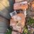 Bricks 🧱 from the original Old Mill 2 thumbnail