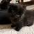 Puffball cuddle bugs 4 thumbnail