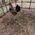 Two Batam roosters 3 thumbnail