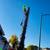 JOSE TREE CARE  SERVICE___________________________ALL SAN JOSE ,N 21 thumbnail