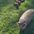 Kune kune piglets 2 thumbnail