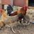 Chicken Breeding Group 1 thumbnail