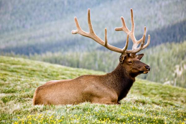 Elk Hunting Guides Wanted 1