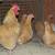BABY CHICKS FOR SALE 13 thumbnail