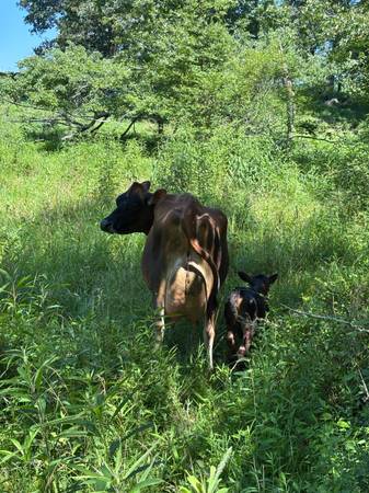 Vaca y ternero Jersey - $3,000 (Pikeville)62969131243905121