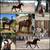Broke, Trail ridden, Arabian Gelding 10 thumbnail