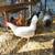 Rehoming 2 leghorn hens & 2 Cinnamon Queen hens laying 3 thumbnail