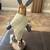 Gray Wolf Kachina doll 3 thumbnail