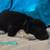Rehoming furbabies 2 thumbnail