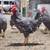 Roosters/hens 2 thumbnail