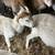 Katahdin breeding rams 7 thumbnail