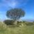 OD Tree Services 1 thumbnail