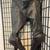 Dainese Capo Esterno Motorcycle Pants Size 54 1 thumbnail