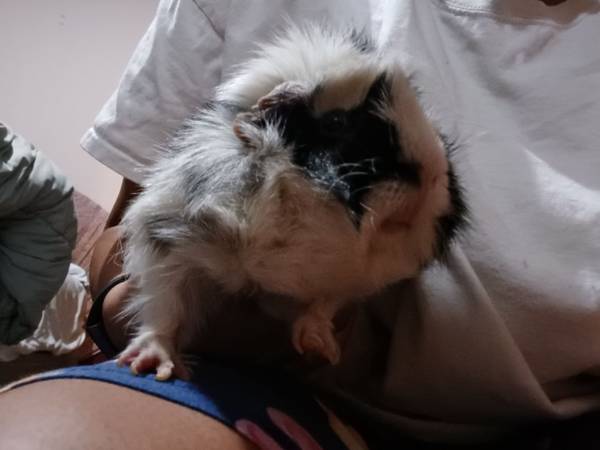 Conejillo de Indias macho de 1 año (Arvada)63679587513729121