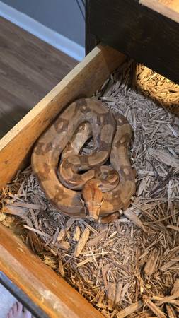 Red Tail Boa 1
