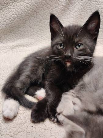 Kittens ready for a new home (Citrus Heights)63962573358978123