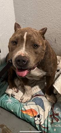 Bully/ pit gratis (San Marcos)63955993735298120