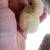 Serama Bantams chicks 8 thumbnail