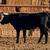 Longhorn/ corriente cattle 6 thumbnail