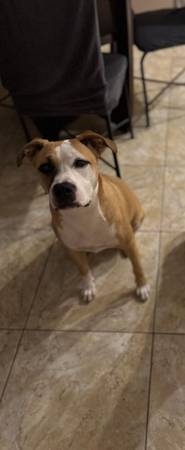 Rehoming Pit Mix (ASAP) (Leesburg)63687863810049120