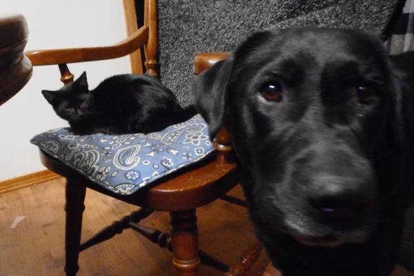 Cuddly, neutered kitten (Rochester)63874561190273124