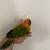 Sun Conure Baby Parrot 12 weeks old 4 thumbnail
