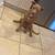 8 Month Rednose Pitty 2 thumbnail