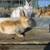 Velvet bunnies 10 thumbnail