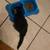 KITTENS 1 thumbnail