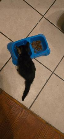 KITTENS 1