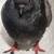 Pigeon Rock Dove for adoption 1 thumbnail