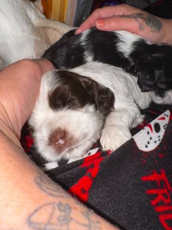 Reubicación de compañeros de cuatro patas, Cocker Spaniels (Bar Nunn)63843454784003122