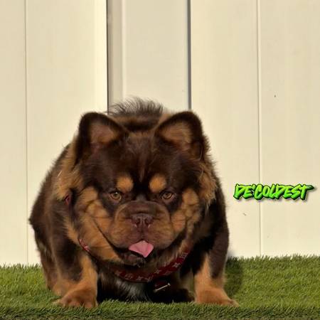 Decoldest rojo n tan big rope fluffy pink carrier 1