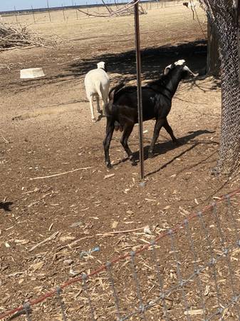 Turkeys chivos - $200 (Lost hills)63469925065987124