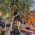 Tree aloes - exotic drought tolerant specimens 11 thumbnail