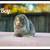 Holland Lop Bunnies 10 thumbnail