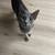 Grey Cat 1 thumbnail