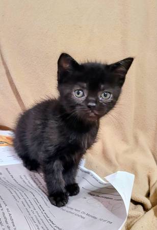 Werewolf/ Persian mix kittens (Muscle Shoals)63735856932739122