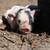 Purebred Kunekune Piglets 1 thumbnail