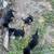 German shepherd cross puppies 8 thumbnail