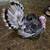 Turkeys 5 thumbnail