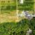Turn-Key Multi-Generational Estate on 5 acres in Langley! 9 thumbnail