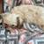 Cavapoo Puppies 7 thumbnail
