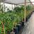 Rio Red Grapefruit Trees 5-6 Years old - 5-6 Feet Tall $120 17 thumbnail