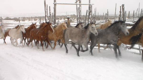 HORSES: Weanling and Yearling Colts and Fillies 1