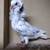 Beautiful Old Dutch Capuchine Fancy Pigeons - Please Read Description 3 thumbnail