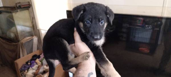 Need to rehome 3 German sheppards (Tupelo)63625228491521124