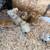 Silkie Chicks *Baby Chickens* 1 thumbnail
