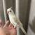 COCKATIEL BREEDING PAIR 4 thumbnail